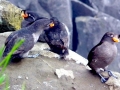 Crested Auklet