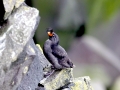 Crested Auklet