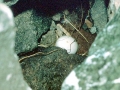 Crested Auklet