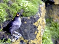 Crested Auklet