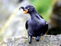 Crested Auklet