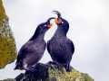 Crested Auklet