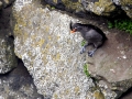 Crested Auklet