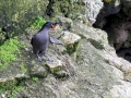 Crested Auklet