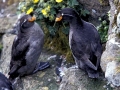 Crested Auklet