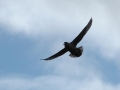 Crested Auklet