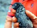 Crested Auklet