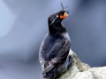 Crested Auklet