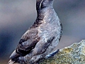 Crested Auklet