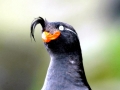 Crested Auklet