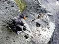 Crested Auklet