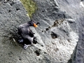 Crested Auklet