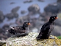 Crested Auklet