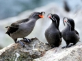 Crested Auklet