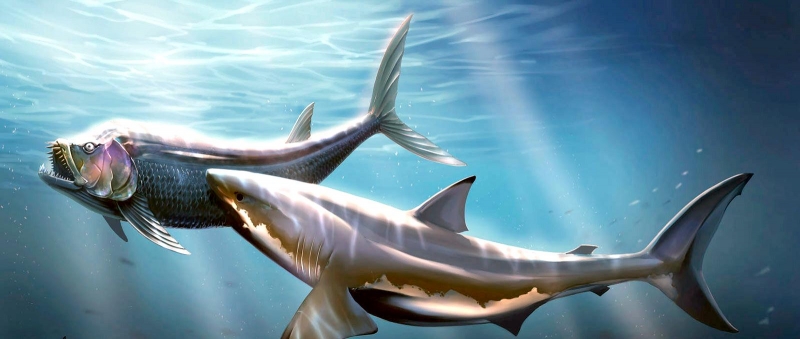 Cretoxyrhina