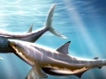 Cretoxyrhina
