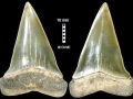 Cretoxyrhina