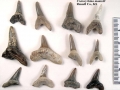 Cretoxyrhina