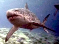 Cretoxyrhina