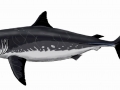 Cretoxyrhina