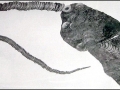 Cretoxyrhina