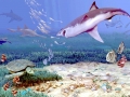 Cretoxyrhina