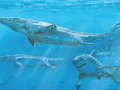 Cretoxyrhina