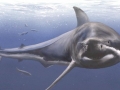 Cretoxyrhina
