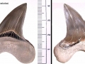 Cretoxyrhina