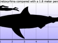 Cretoxyrhina