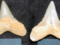 Cretoxyrhina