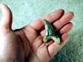 Cretoxyrhina