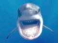 Cretoxyrhina