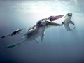 Cretoxyrhina