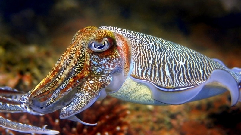 Cuttlefish OCEAN TREASURES Memorial Library