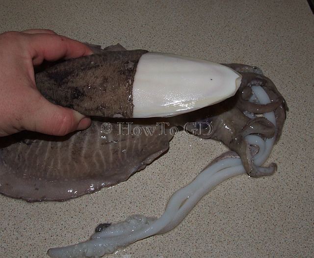 Cuttlefish OCEAN TREASURES Memorial Library