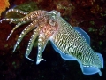 Cuttlefish