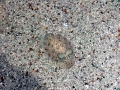 Cuttlefish
