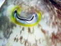 Cuttlefish