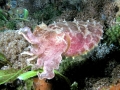 Cuttlefish