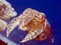 Cuttlefish