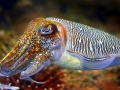 Cuttlefish