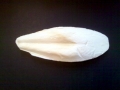 Cuttlefish