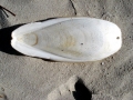 Cuttlefish