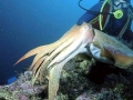 Cuttlefish