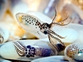 Cuttlefish