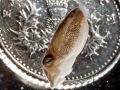 Cuttlefish