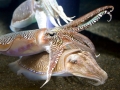 Cuttlefish
