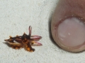 Cuttlefish