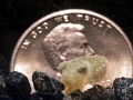 Cuttlefish